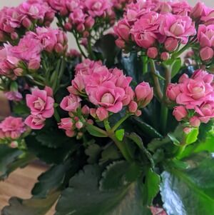 Meet your Posher, Julie